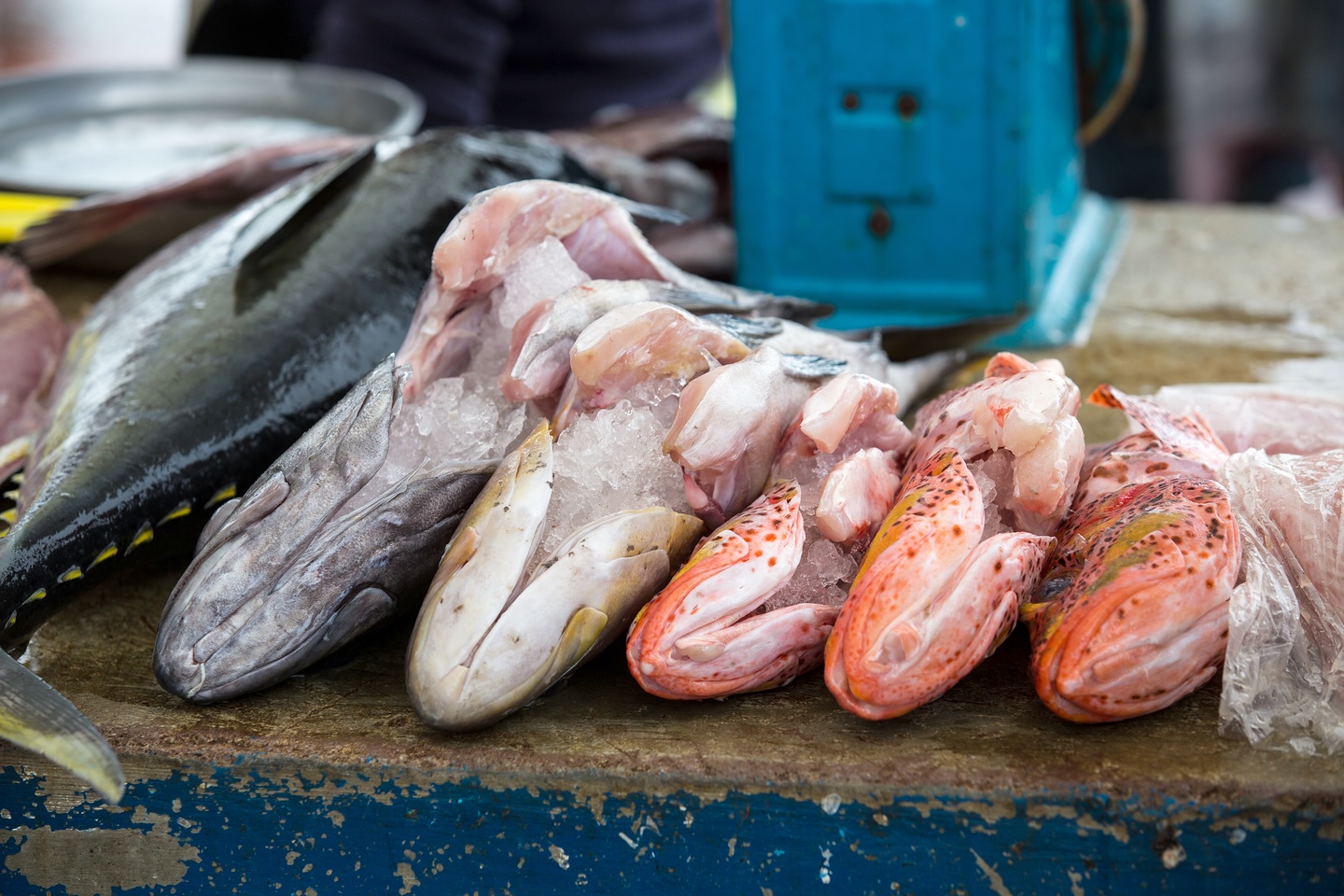 Fischmarkt Puerto Ayora
